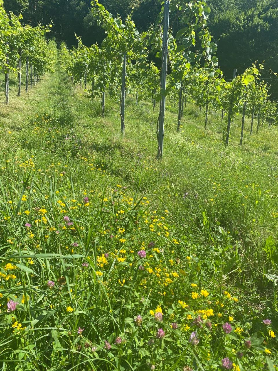 Weingut Kleinmonte - 2