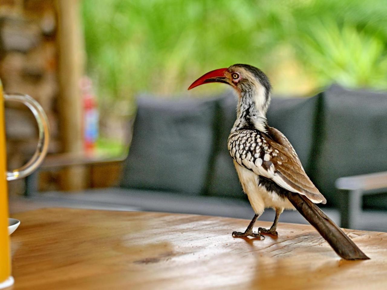 Zazu Private Bush Lodge photo 3
