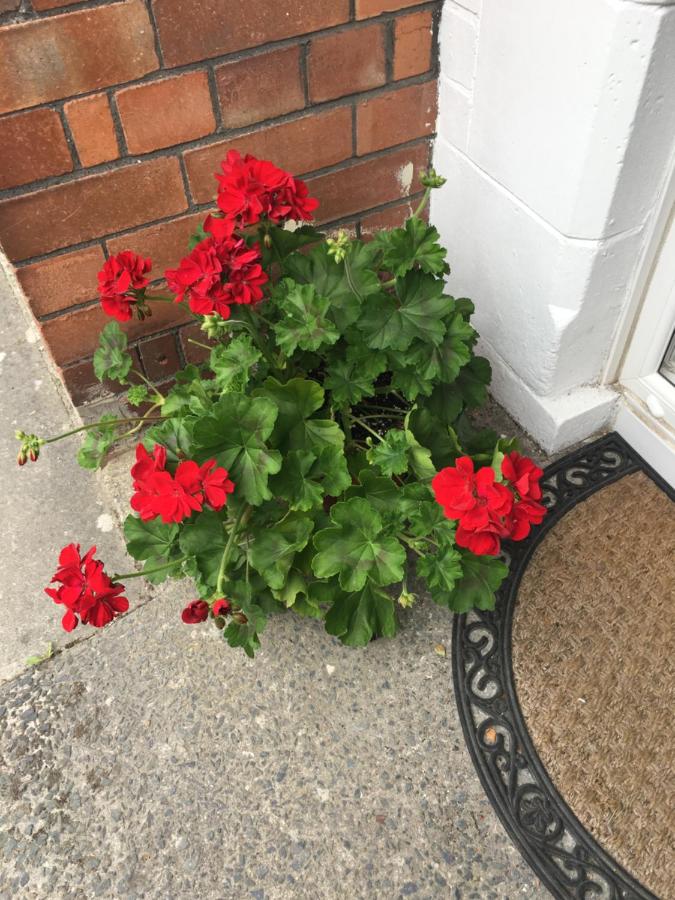 Belfast Holiday Home - B&B