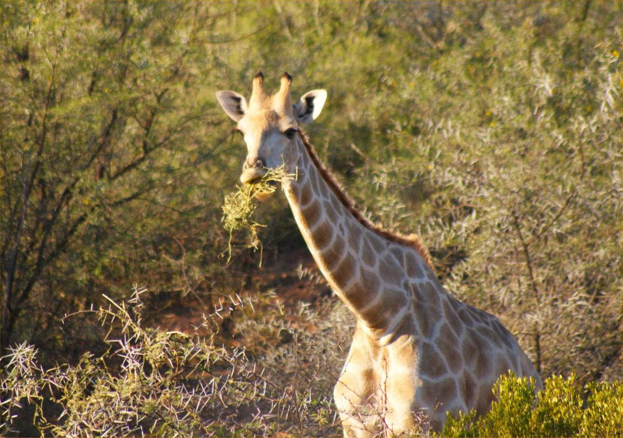 B&B Oudtshoorn - Zwartberg View Mountain Lodge - Bed and Breakfast Oudtshoorn