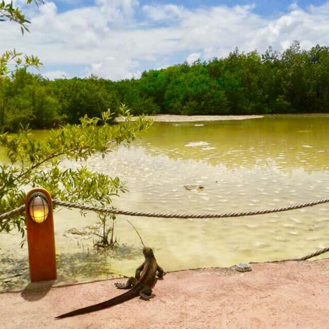 Lava Heron Galapagos Apartment - B&B Puerto Ayora