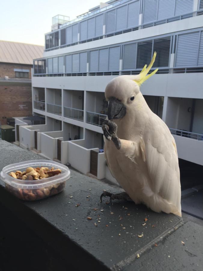 Top Mosman Location - B&B