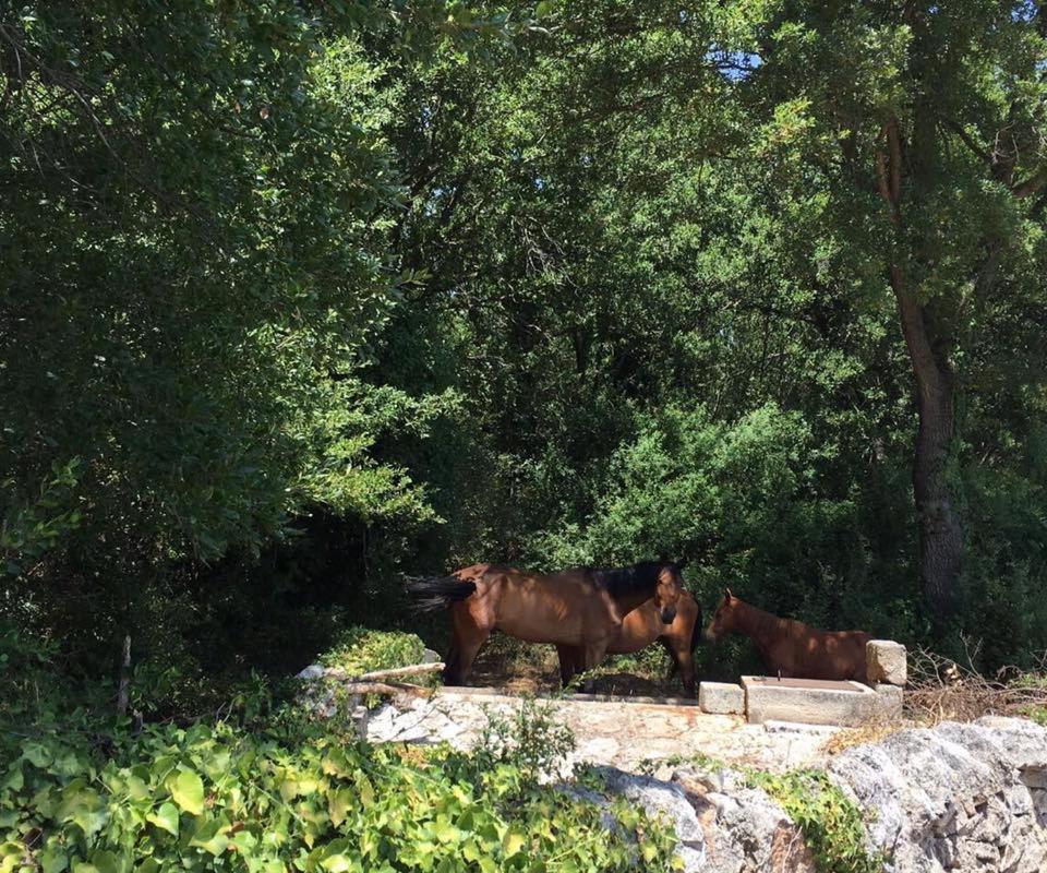 I MaTrulli - B&B Cisternino