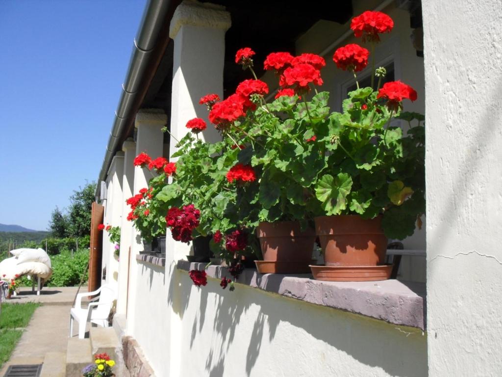 B&B Mátraderecske - Marika Vendégház - Bed and Breakfast Mátraderecske