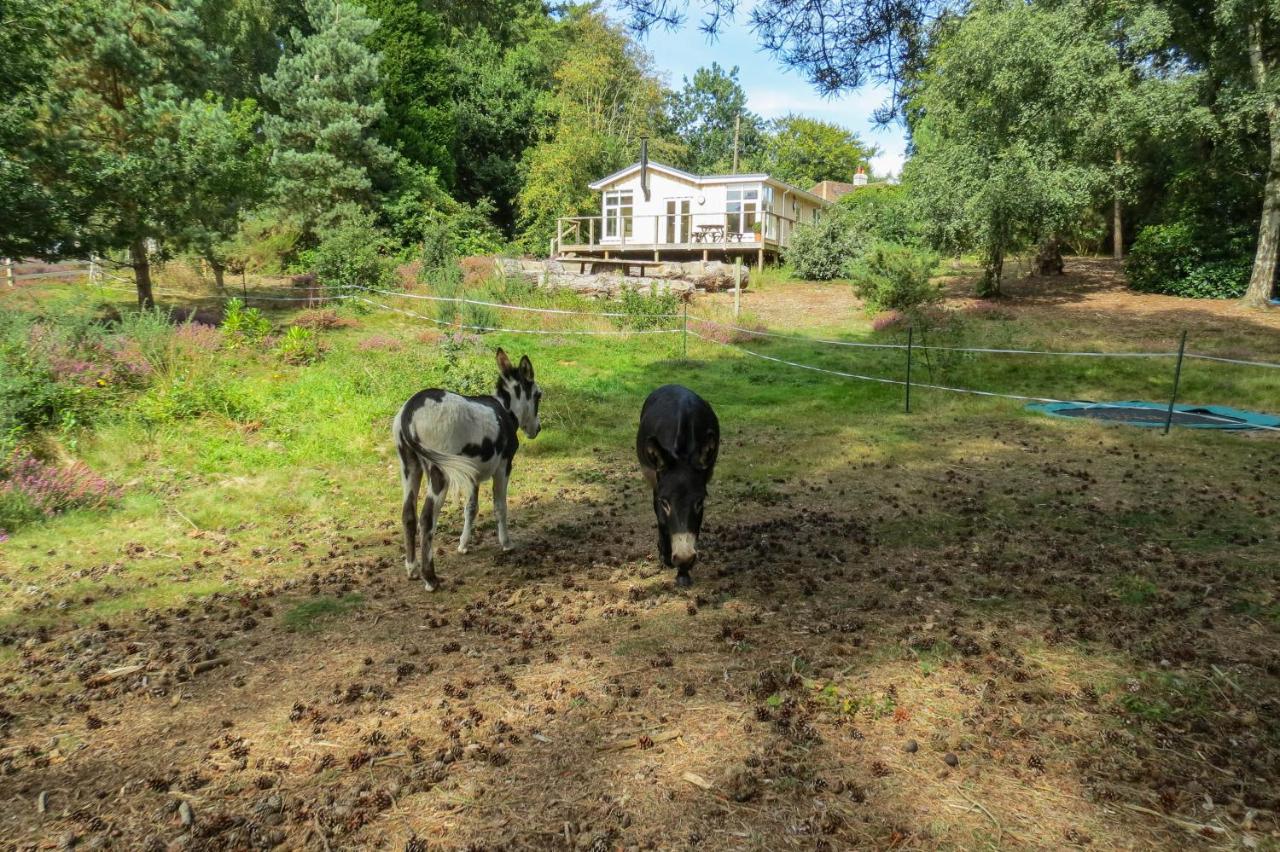 The Retreat, Unique property located in calming woodland surroundings, Close to Aldeburgh and Thorpeness - B&B Leiston