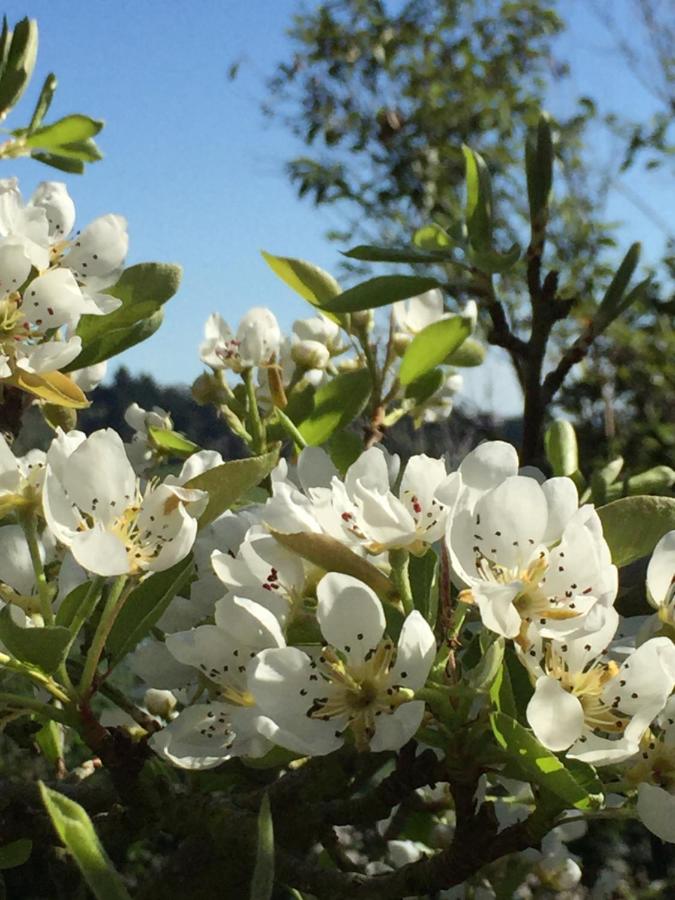 Cashmere Hills B&B - Ferienwohnung Christchurch