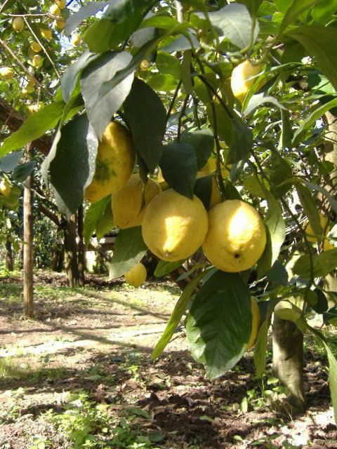 Azienda Agricola Veniero - B&B