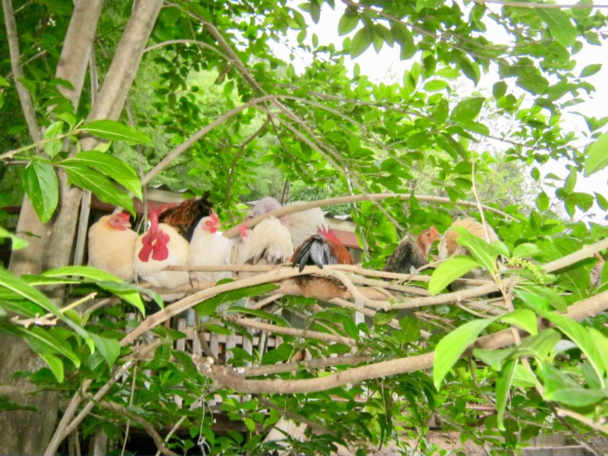 Baan Til Dao Pround Fah - Bed and Breakfast