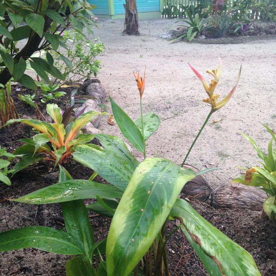 B&B Caye Caulker - The Bottle Tree House - Bed and Breakfast Caye Caulker