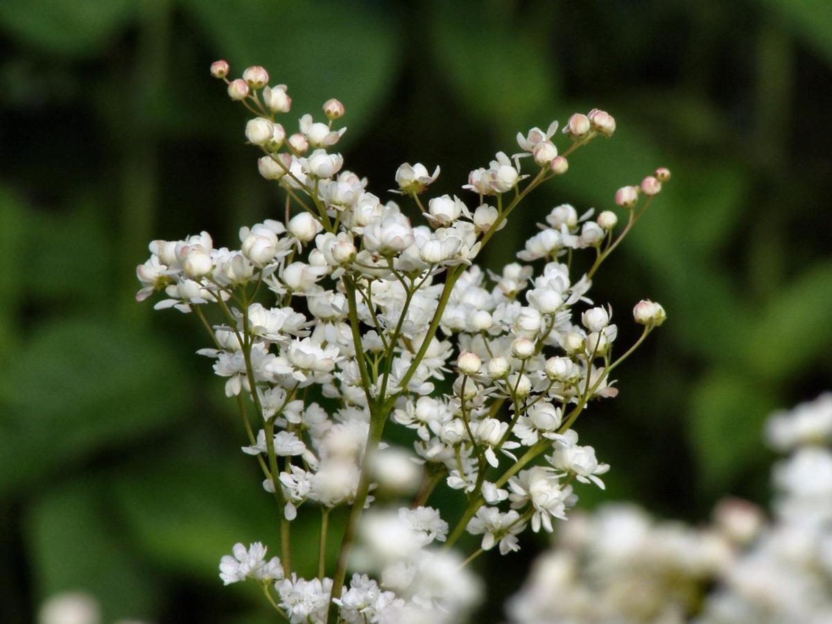 Habitación Deluxe Blue - Cama grande