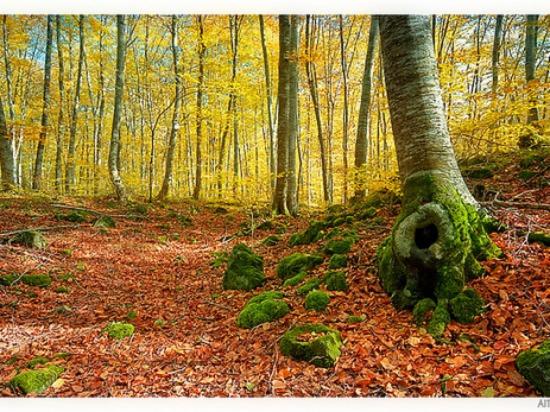 Ca la Xesca - B&B Olot