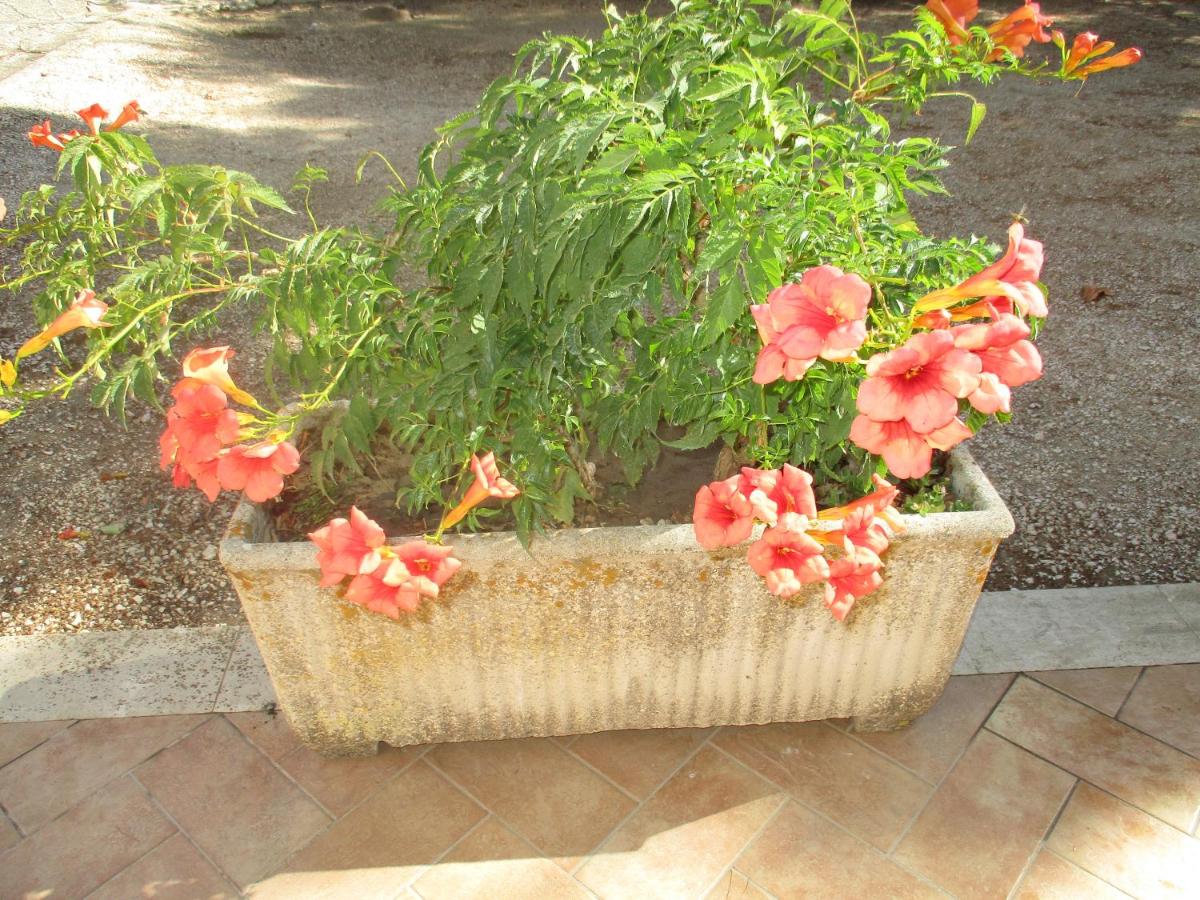 Villa Violetta - B&B Buseto Palizzolo