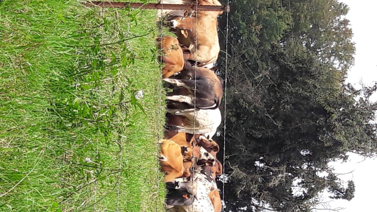 Hoyohoyo Machadostud Lodge - Ferienwohnung Helvetia-Noord