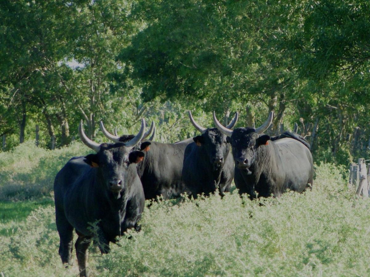 Le Clos De Camargue - B&B Gallician