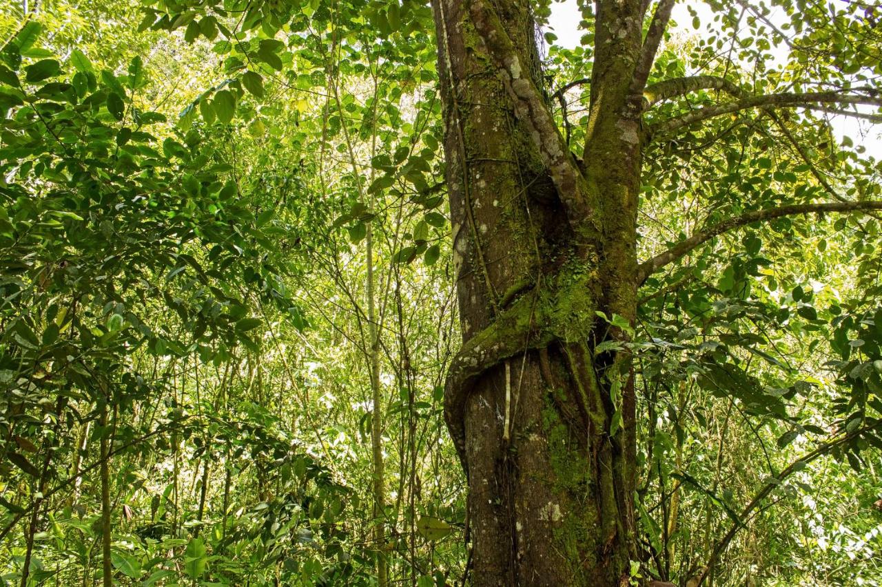 Kuyana Amazon Lodge - B&B Archidona