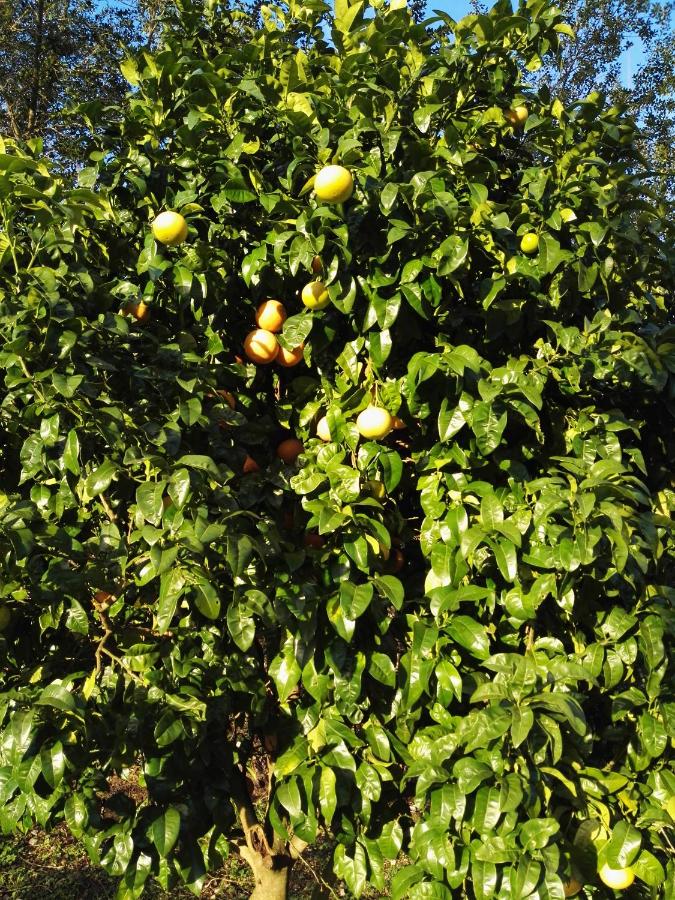 El Cuadron - B&B Camango