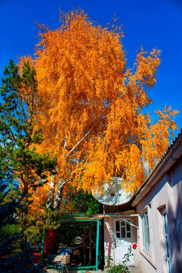 Tian-Shan Guest House - B&B