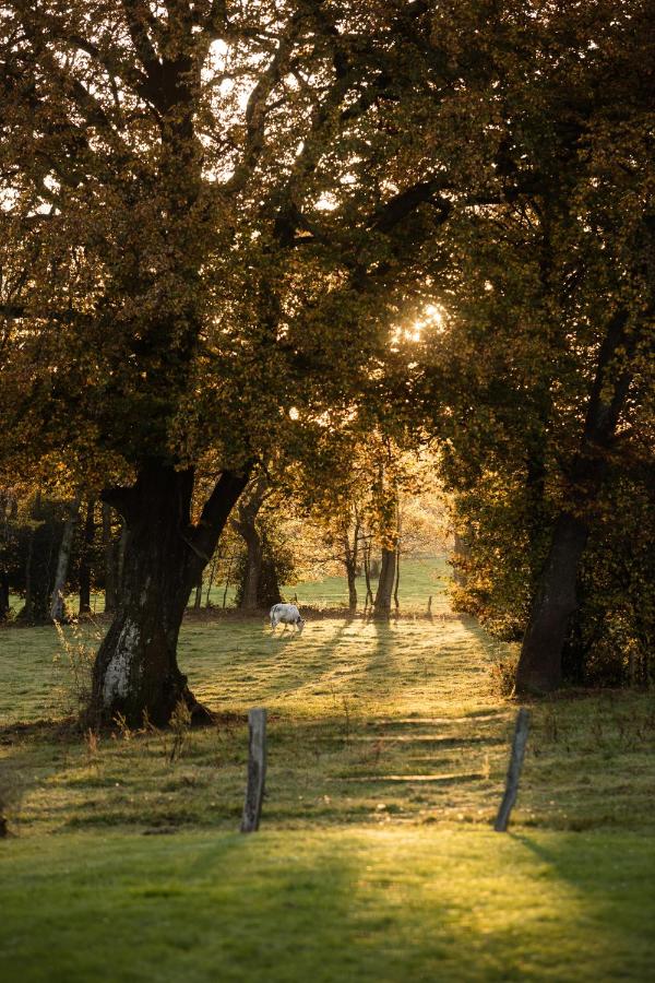 La Chambre de la Gotale - B&B Manhay