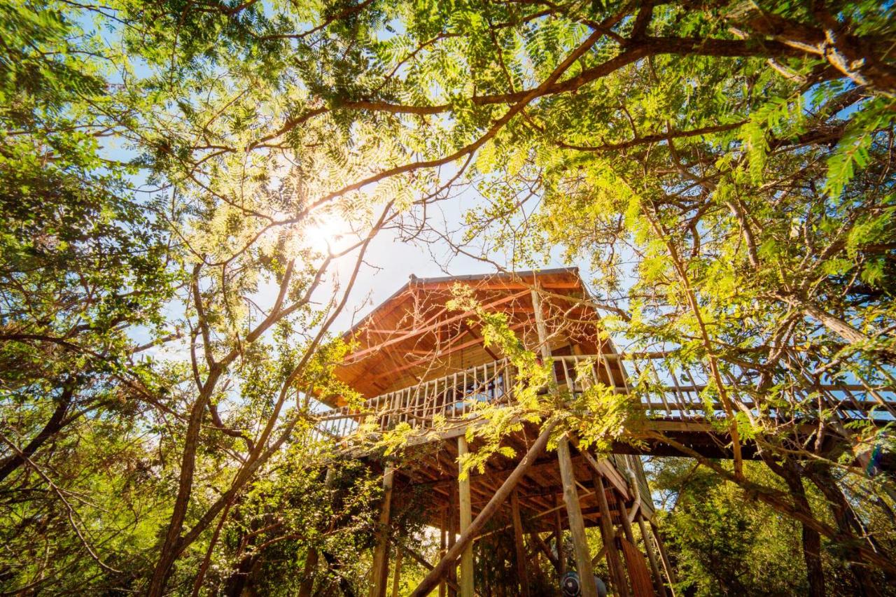 Pezulu Tree House Lodge - B&B