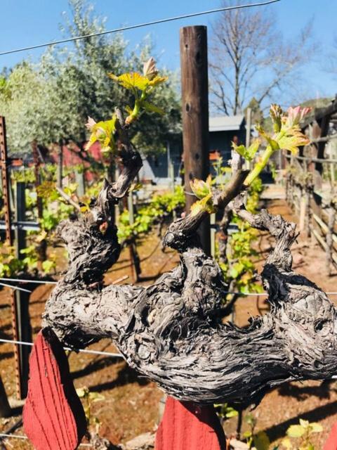 Andrea's Hidden Cottage - Bed and Breakfast Sonoma