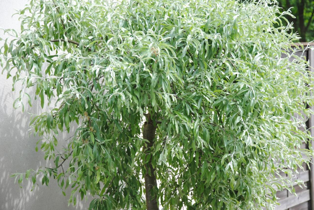 Glück Auf im Pott - Chambres d’hôtes Bottrop