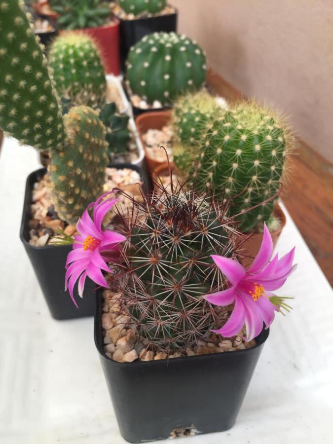 Nature Home - Ferienwohnung