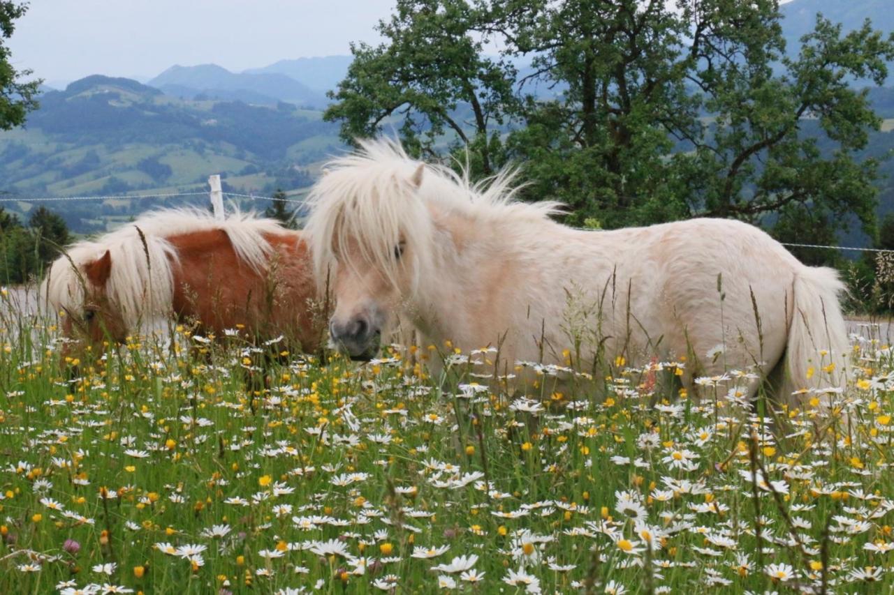 B&B Waidhofen an der Ybbs - Bio Bauernhof - Mini Shetland Ponyhof "Almbauer" - Bed and Breakfast Waidhofen an der Ybbs