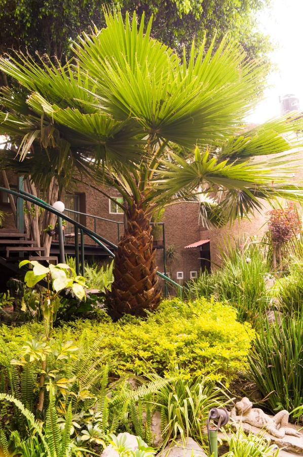 Suite 4A, Terraza, Garden House, Welcome to San Angel - Chambres d'hôtes Mexico