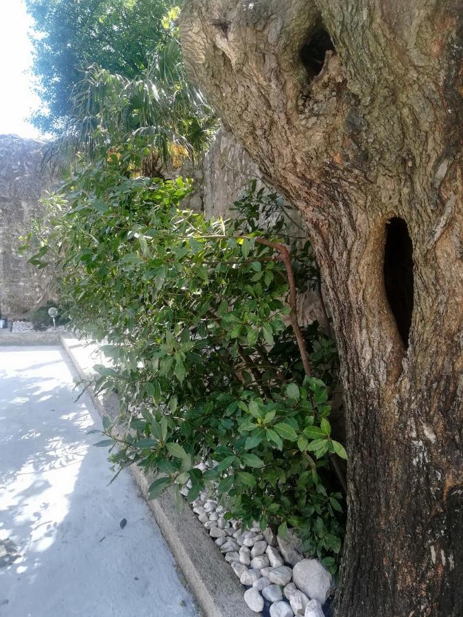 Zelena Oaza Mira Bribir - Chambres d’hôtes