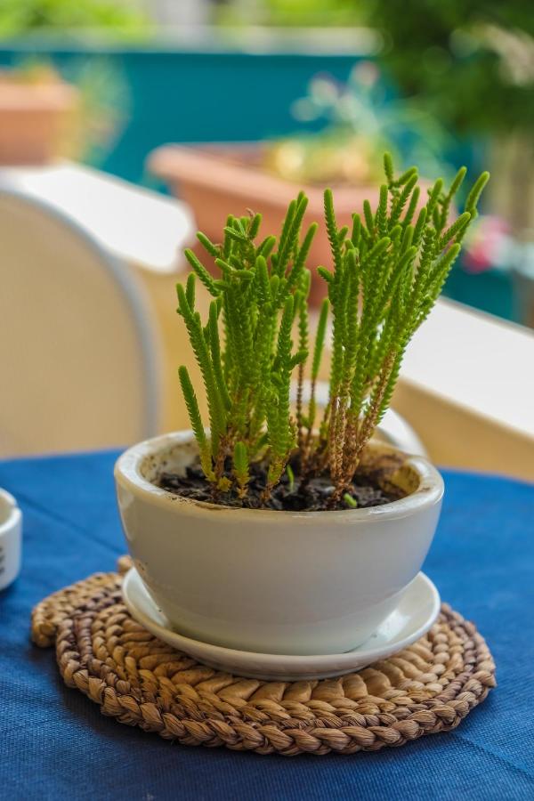 Ariadnes Apartments - Bed and Breakfast