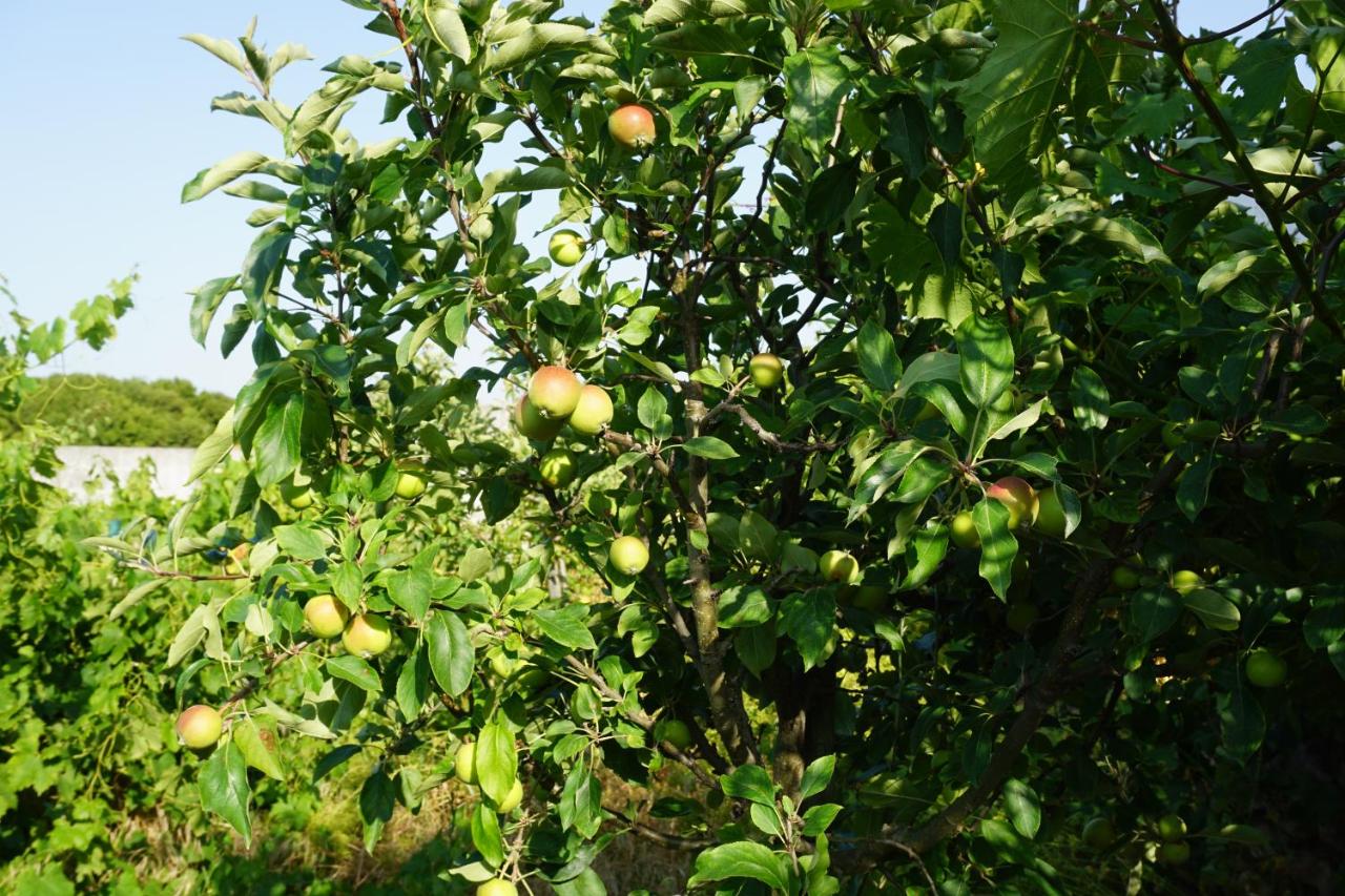 Quinta das Camélias - B&B Tremês