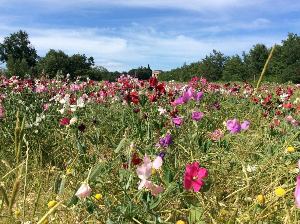 mas des broussonnetiers - B&B Barjac