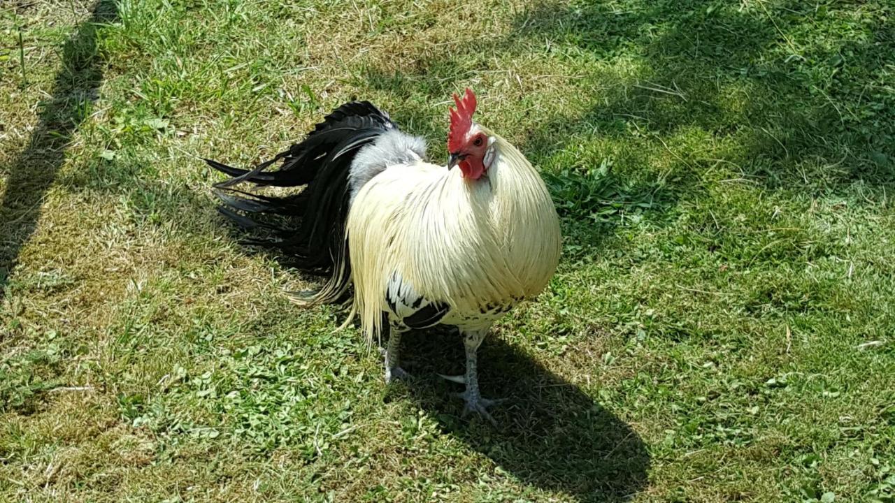 Gîte "Le Bleu D'Orage" Dans un Domaine de 7ha Au Calme - Chambres d’hôtes Vimoutiers