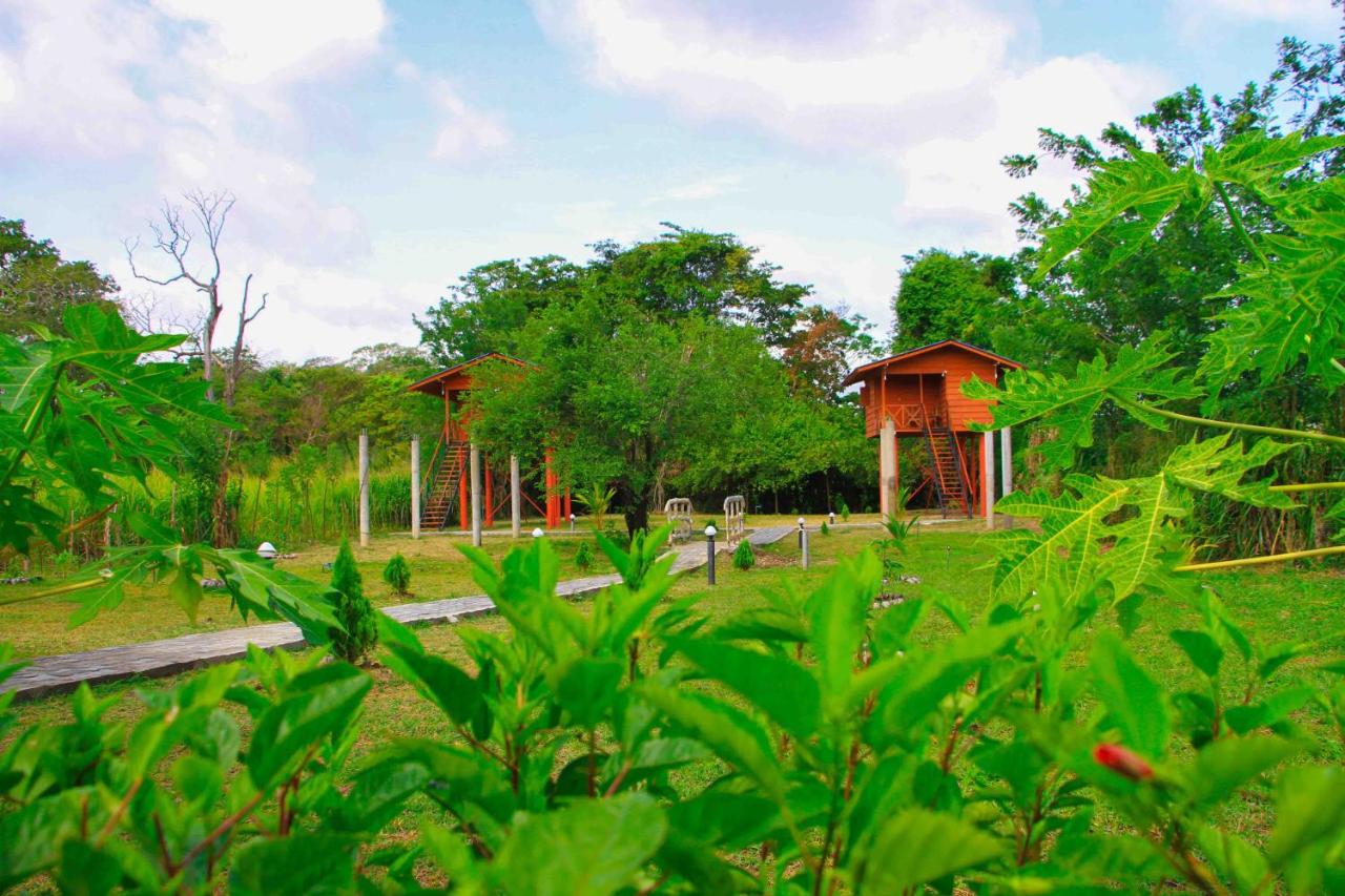 B&B Sigiriya - Sigiri Royal Point Tree House - Bed and Breakfast Sigiriya