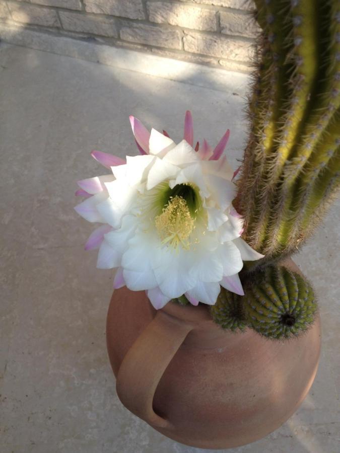 Appartamento Via Adriatica Nord - B&B Cupra Marittima