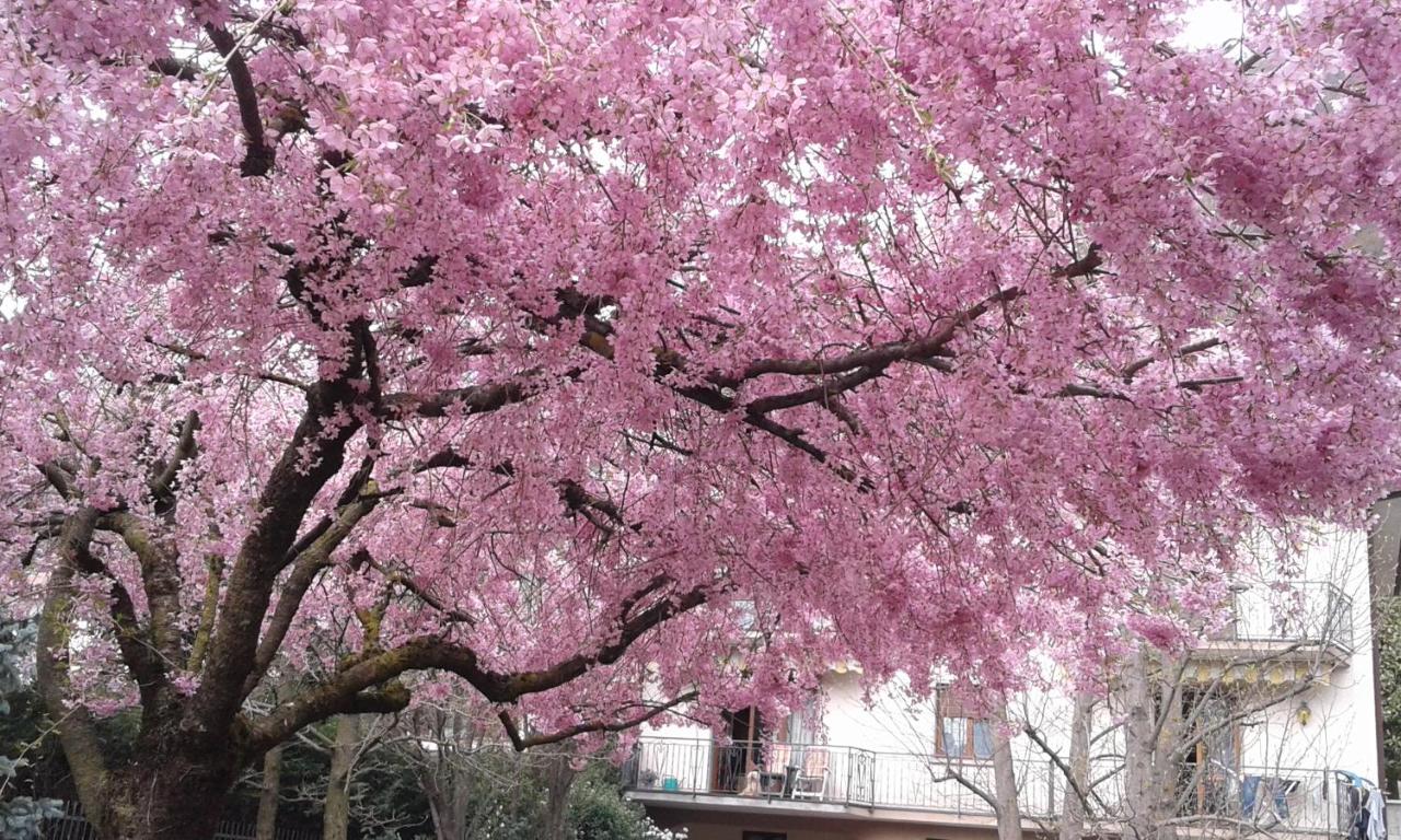 Shabby house Donatella - Ferienwohnung Carenno