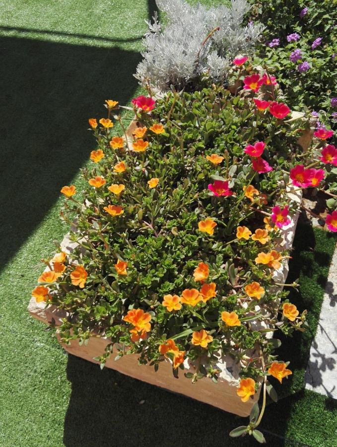 Il grillo parlante - B&B Surbo