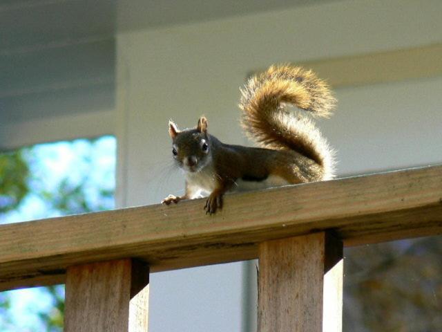 Mountain Valley Retreat - Bed and Breakfast Killington