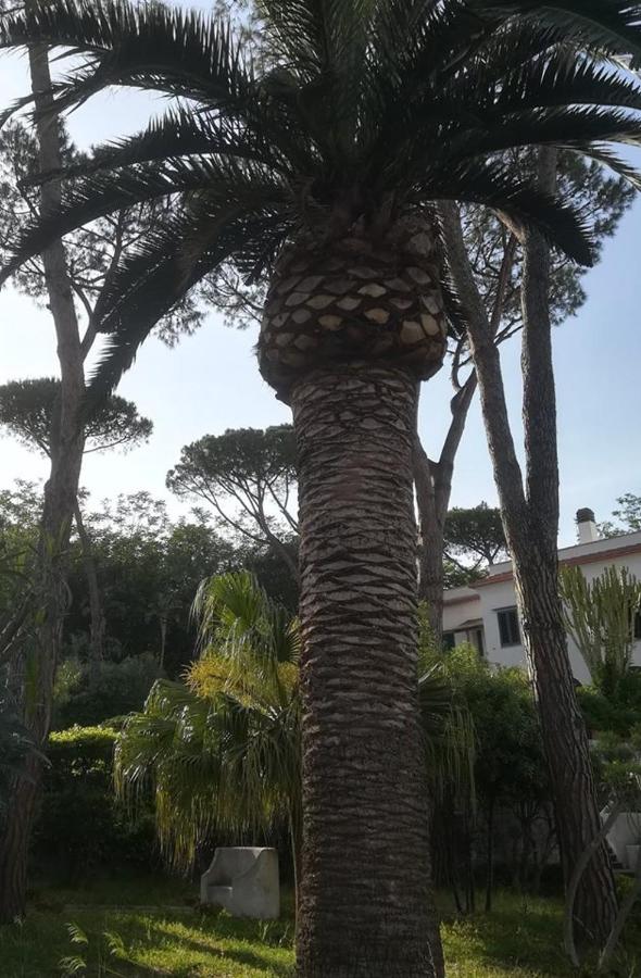 VILLA ISCLA maison d'hôtes - B&B Ischia