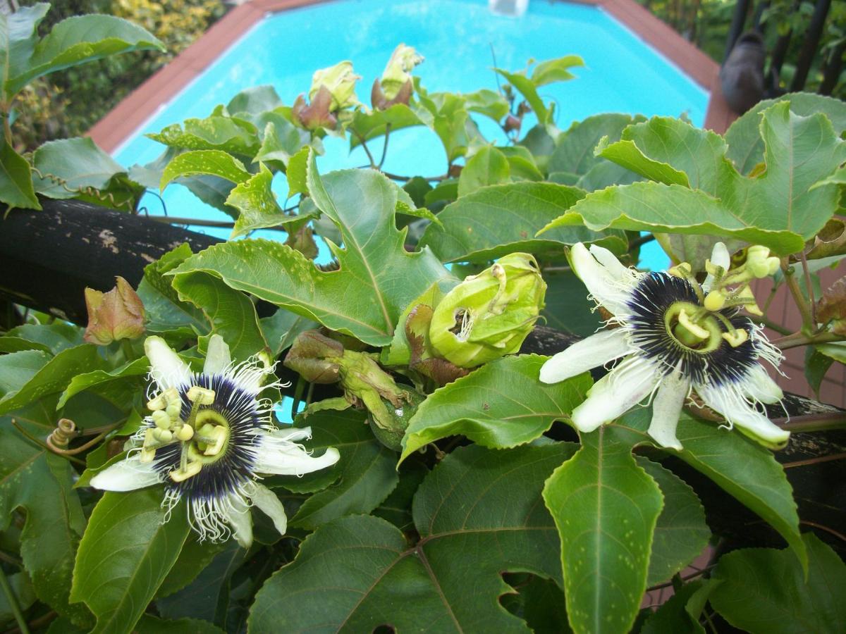 mango tree lodge - B&B