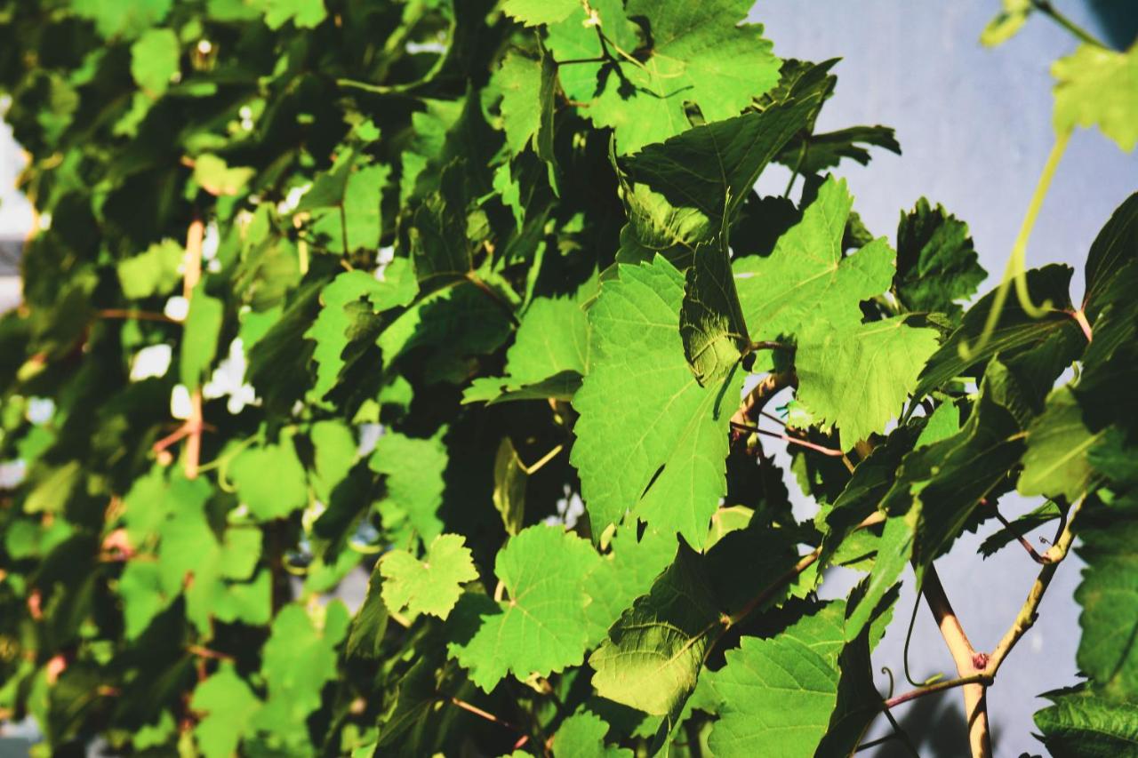 Haus Sybille - B&B Pölich
