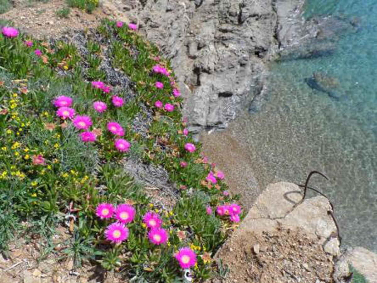 INCANTEVOLE VILLINO SUL MARE con accesso diretto alla spiaggia, posto auto e aria condizionata! - B&B Capoliveri