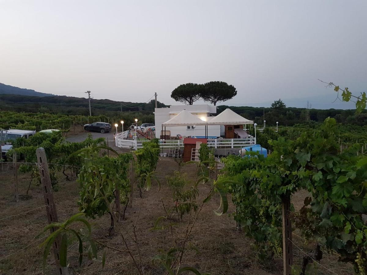 Tenuta sul Vesuvio " Il Vigneto " - B&B