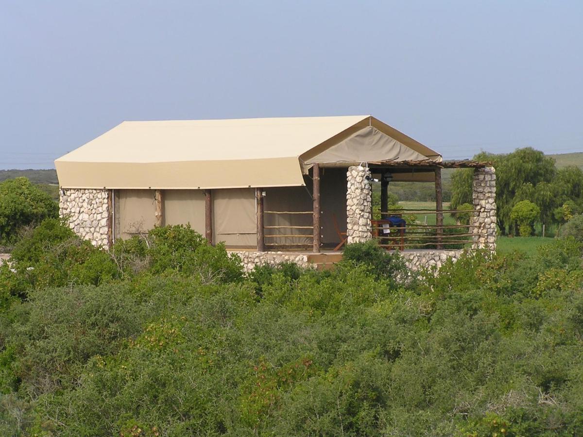 Glamping Tents