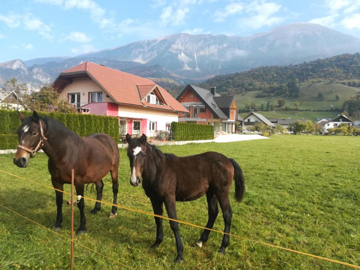 B&B Žirovnica - Apartment Marjetka - Bed and Breakfast Žirovnica