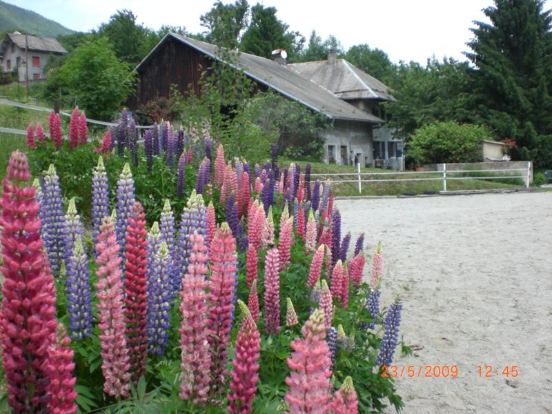 Domaine de la Safranière - Holiday Home - B&B