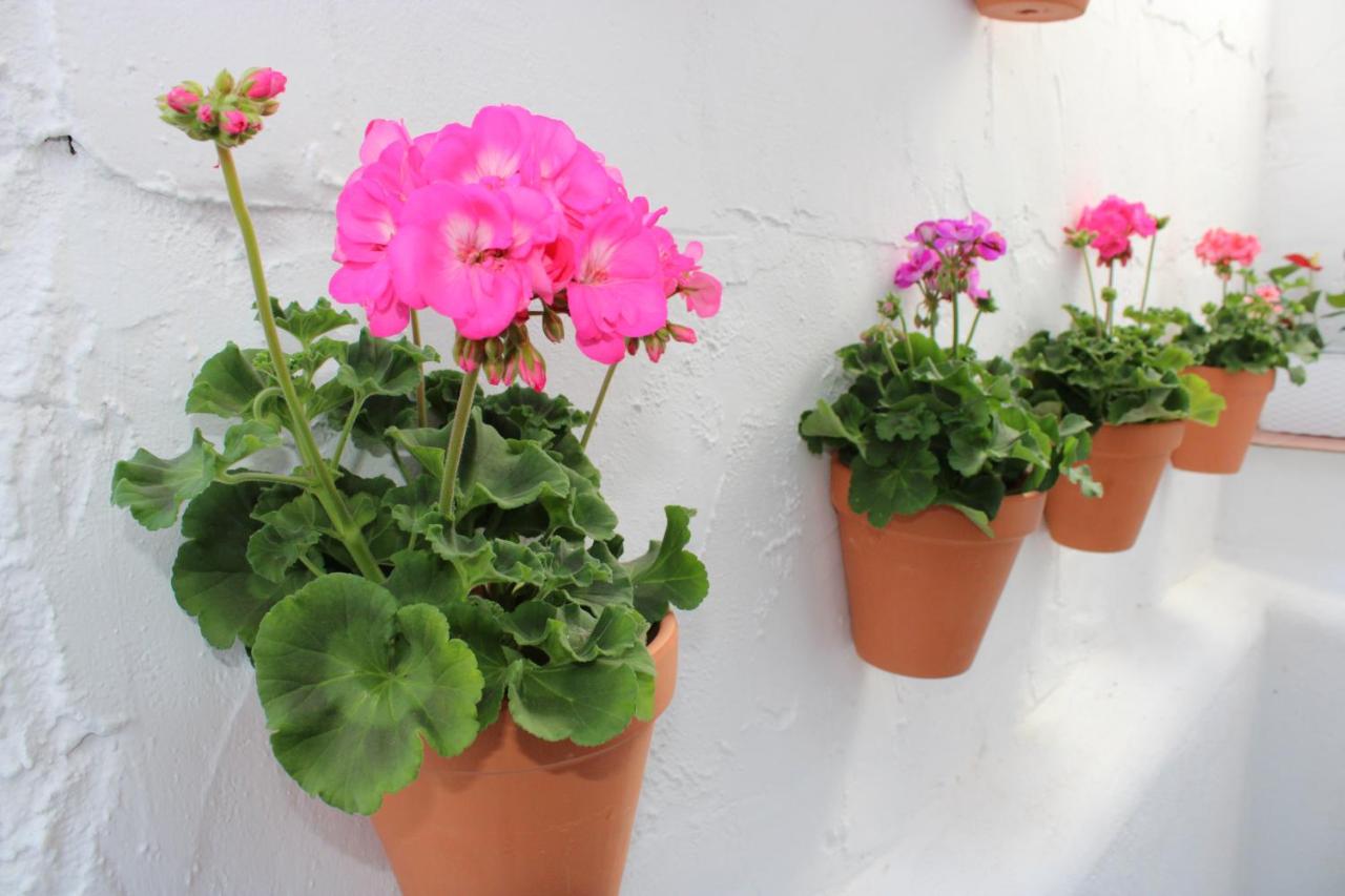 Fan Flat San Juan - Ferienwohnung Málaga