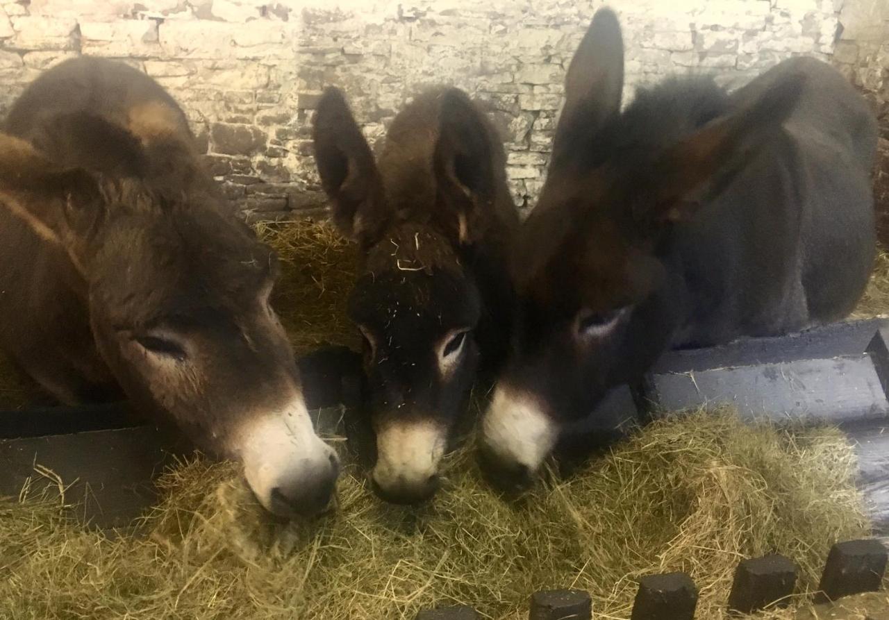 Puffin Cottage - B&B John O' Groats