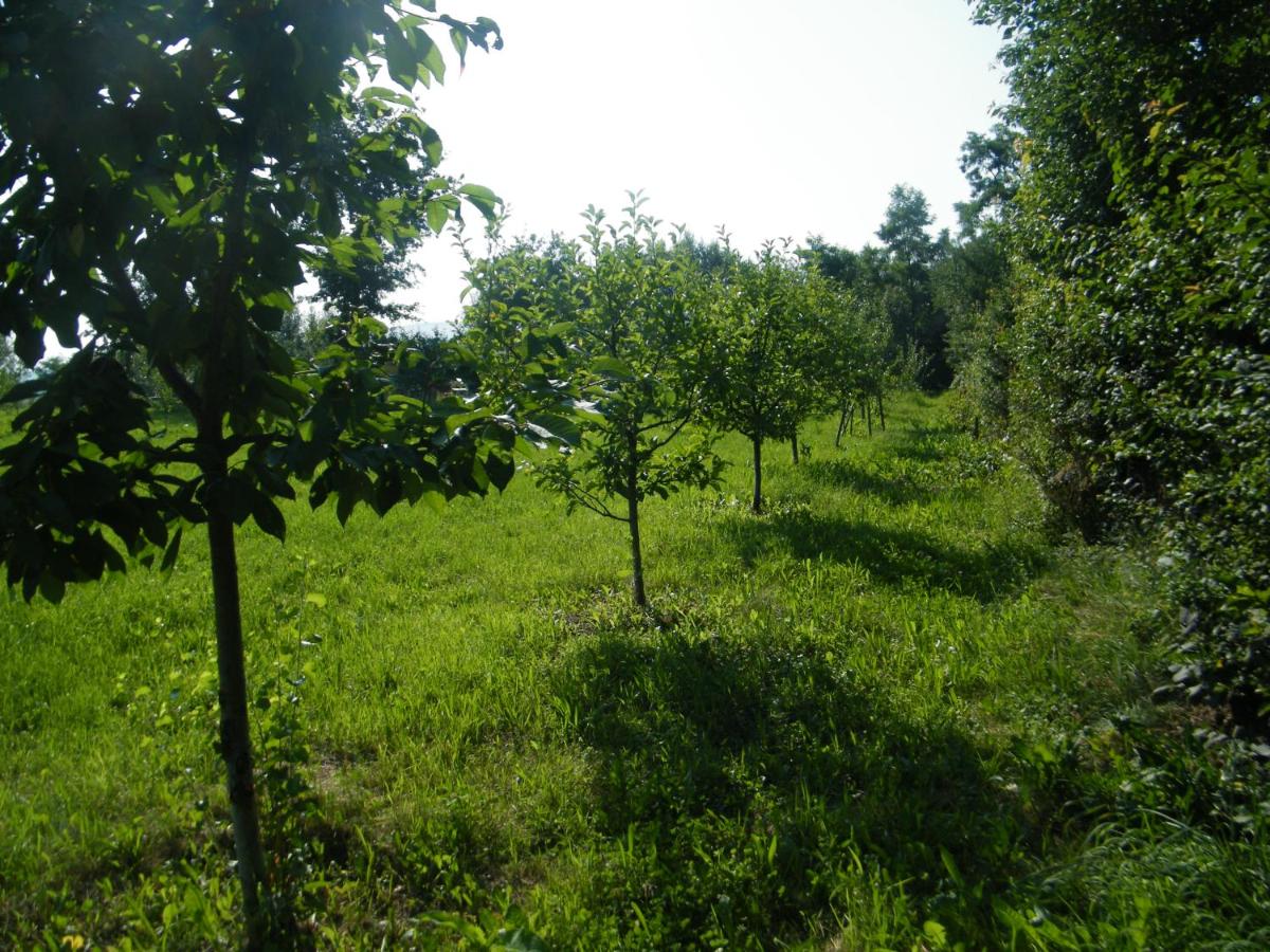 Albinuta Guesthouse - B&B Ozun