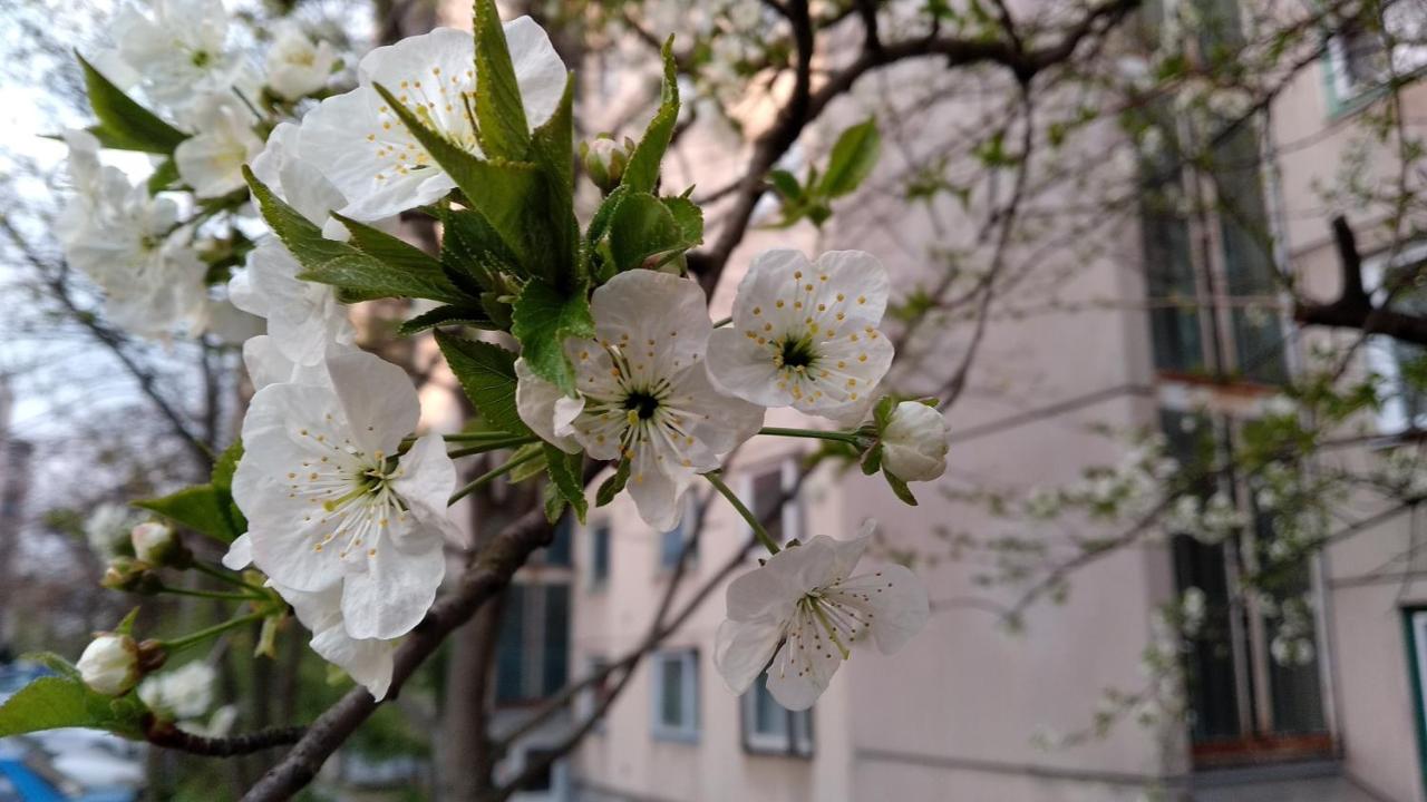 Gesztenyés Apartman - Ferienwohnung